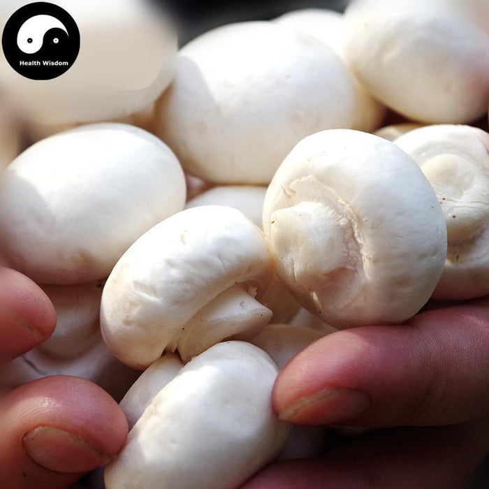 Agaricus Bisporus, Common Mushroom, Kou Mo 口蘑-Health Wisdom™