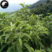 Ai Na Xiang 艾納香, Balsamiferou Blumea Herb, Herba Blumeae Balsamiferae, Da Feng Ai-Health Wisdom™