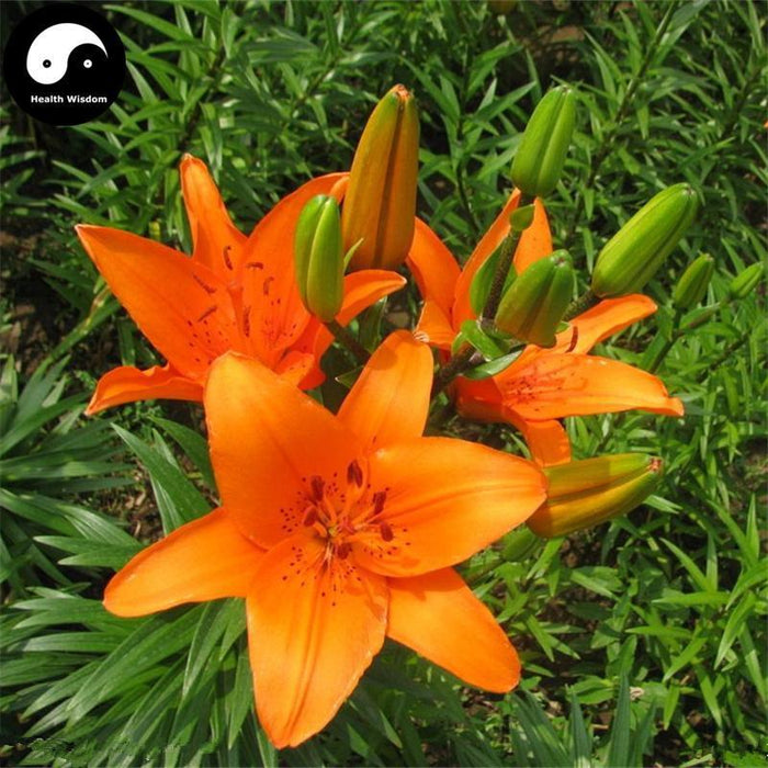 Bai He Hua 百合花, Greenish Lily Flower, Flos Lilii, Easterlily-Health Wisdom™
