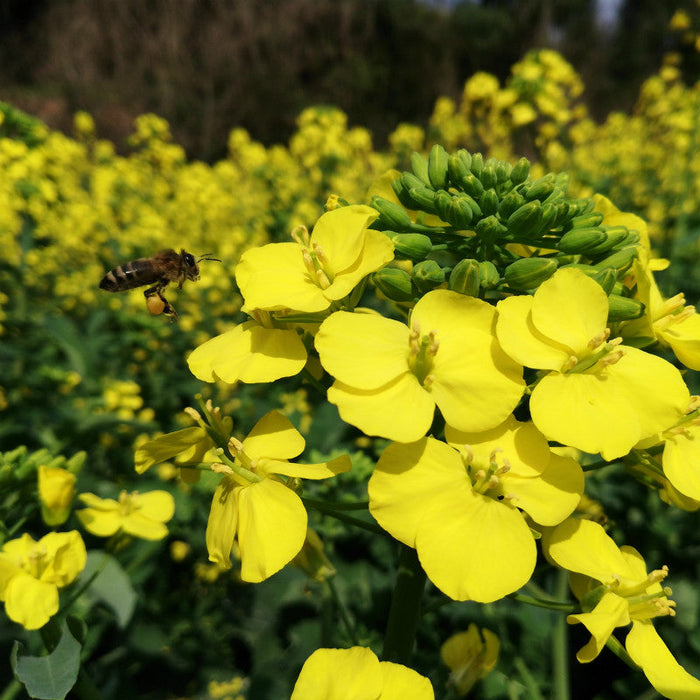 Bee Pollen Powder Feng Hua Fen 蜂花粉 You Cai Brassica Rapa Flower Powder 油菜花粉-Health Wisdom™