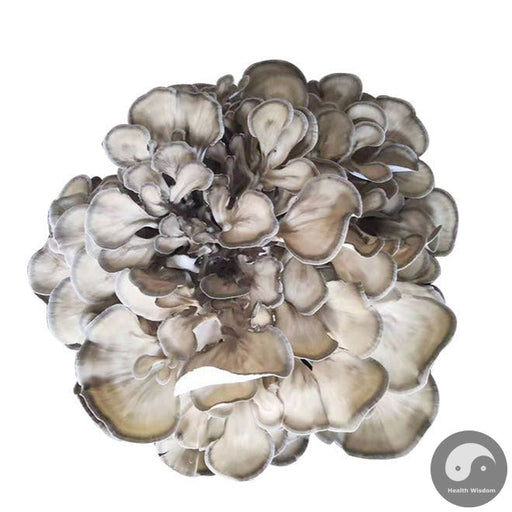 Dried Mushroom Maitake, Grifola Frondosa, Dancing Mushroom, Hui Shu Hua 灰树花, Wu Rong 舞茸-Health Wisdom™