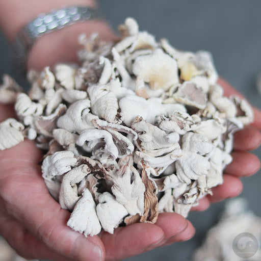 Fungi Bai Shen 白参菌, Schizophyllumcommuneh Mushroom For Soup-Health Wisdom™