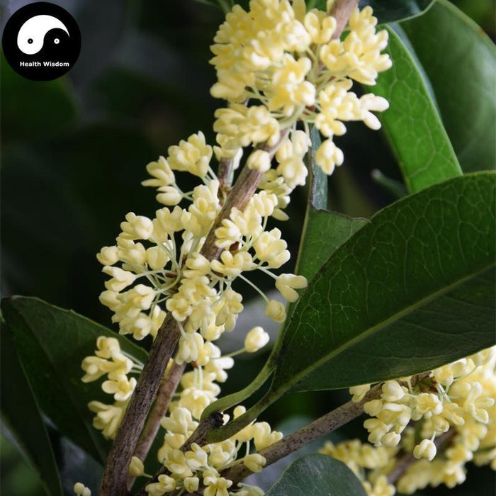 Gui Hua 桂花, Flos Osmanthi Fragrantis, Mu Xi Hua, Sweet Osmanthus Flower-Health Wisdom™