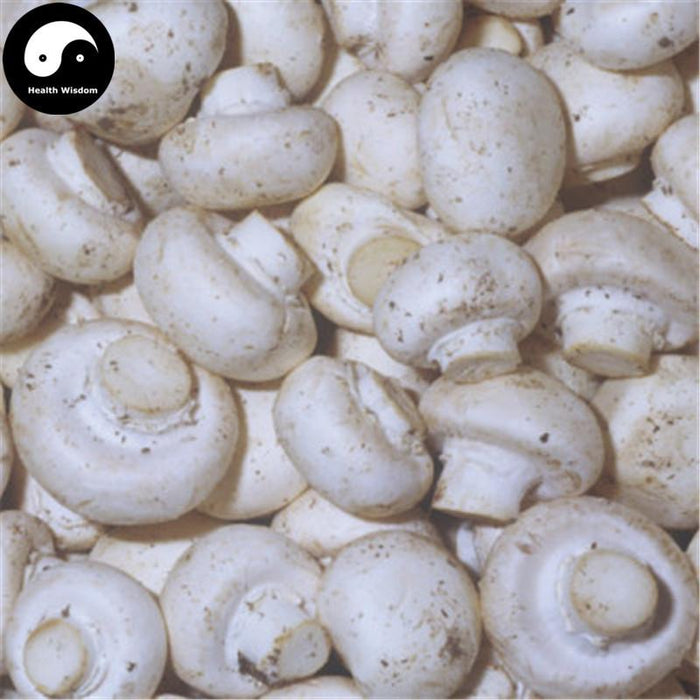 Agaricus Bisporus, Common Mushroom, Kou Mo 口蘑