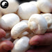 Agaricus Bisporus, Common Mushroom, Kou Mo 口蘑