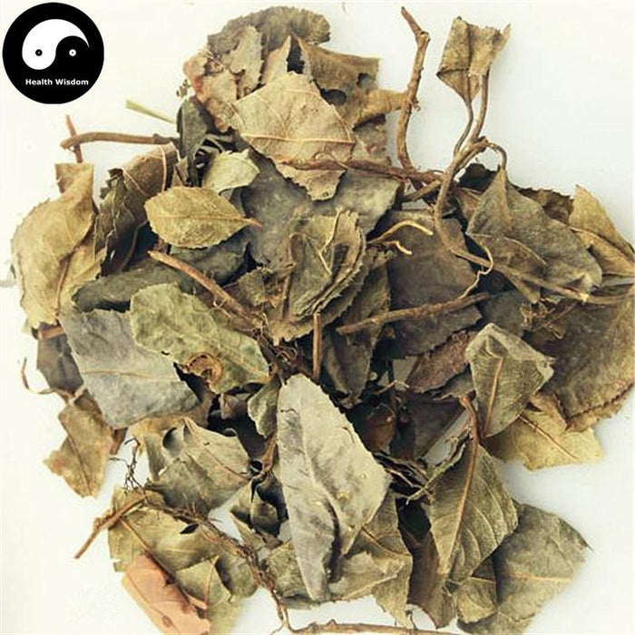 Ai Di Cha 矮地茶, Herba Ardisiae Japonicae, Japanese Ardisia Herb, Ping Di Mu