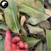 An Ye 桉葉, Folium Eucalypti, Eucalyptus Robusta Leaf