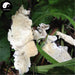Bai Ba Chi Jun 白耙齿菌, White Tine Bacteria, Medicinal Fungus