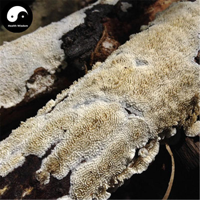 Bai Ba Chi Jun 白耙齿菌, White Tine Bacteria, Medicinal Fungus