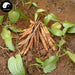 Bai Bu 百部, Radix Stemonae, Tuber Stemona Root, Japanese Sessile Stemona Root