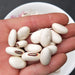 Bai Dao Dou Zi 白刀豆子, Sword Jackbean Seed, White Semen Canavaliae-Health Wisdom™