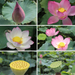 Bai Lian Zi 白蓮子, Semen Nelumbinis, Lotus Seed-Health Wisdom™