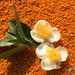 Bee Pollen Powder Feng Hua Fen 蜂花粉 Cha Hua Camellia Flower Powder 茶花粉-Health Wisdom™