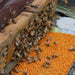 Bee Pollen Powder Feng Hua Fen 蜂花粉 Nelumbo Lotus Flower Powder 荷花粉-Health Wisdom™