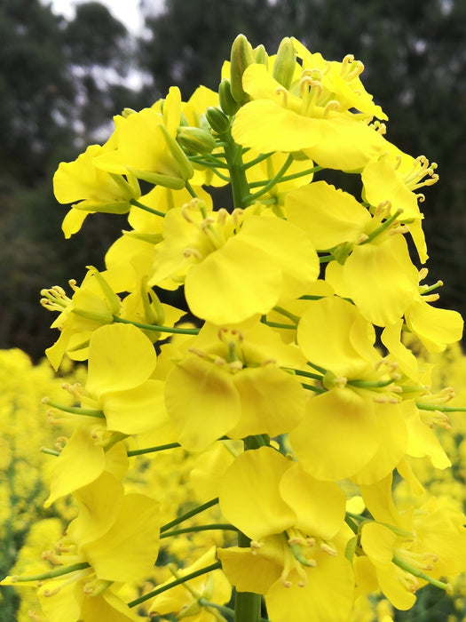 Bee Pollen Powder Feng Hua Fen 蜂花粉 You Cai Brassica Rapa Flower Powder 油菜花粉