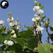 Bian Dou Hua 扁豆花, Hyacinth Bean Flower, Flos Dolichos Lablab