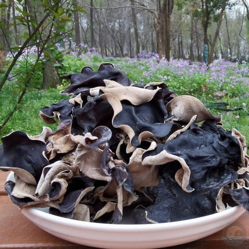 Black Fungus Mushroom, Auricularia Auricula, Agaric Wood Ear Fungus, Mao Hei Mu Er 毛黑木耳