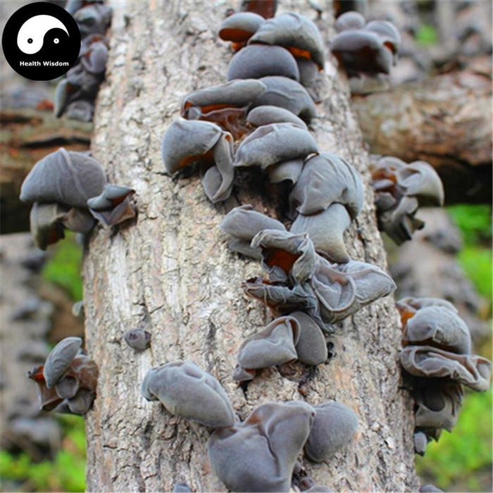Black Fungus Mushroom Powder, Chinese Agaric Wood Ear Fungus, Mu Er 木耳-Health Wisdom™