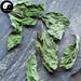 Bo He Ye 薄荷叶, Herba Menthae, Peppermint Leaf, Mint Herb Leaves-Health Wisdom™