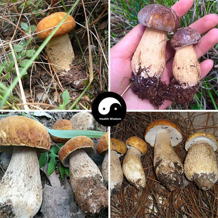 Boletus Mushroom, King Bolete, Chinese Soups Mushroom, Niu Gan Jun 牛肝菌-Health Wisdom™