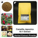 Camellia Japonica Extract Powder, Camellia Flos P.E. 10:1, Shan Cha Hua-Health Wisdom™