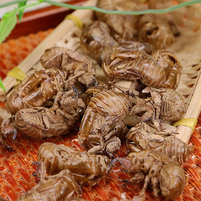 Chan Tui 蝉蜕, Cicada Molting (Slough), Periostracum Cicadae, Cryptotympana-Health Wisdom™