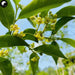 Chen Xiang 沉香, Agarwood Flower Tea, Aquilaria Sinensis