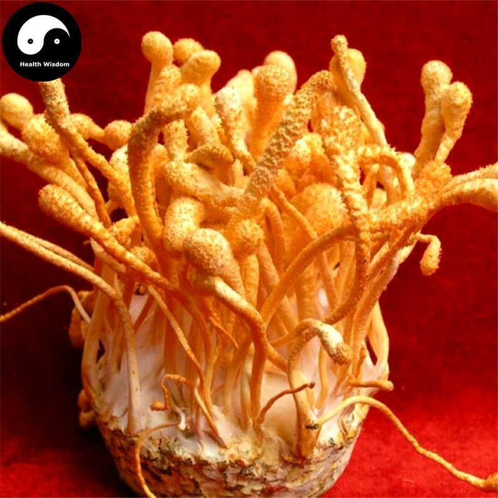 Chong Cao Hua 虫草花, Dried Cordyceps Militaris, Mushroom Cordyceps-Health Wisdom™