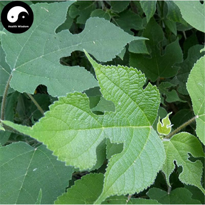 Chu Ye 楮葉, Common papermulberry leaf, Folium Broussonetiae, Gou Ye