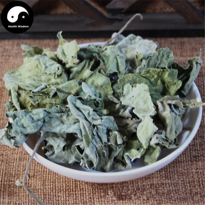 Chu Ye 楮葉, Common papermulberry leaf, Folium Broussonetiae, Gou Ye-Health Wisdom™