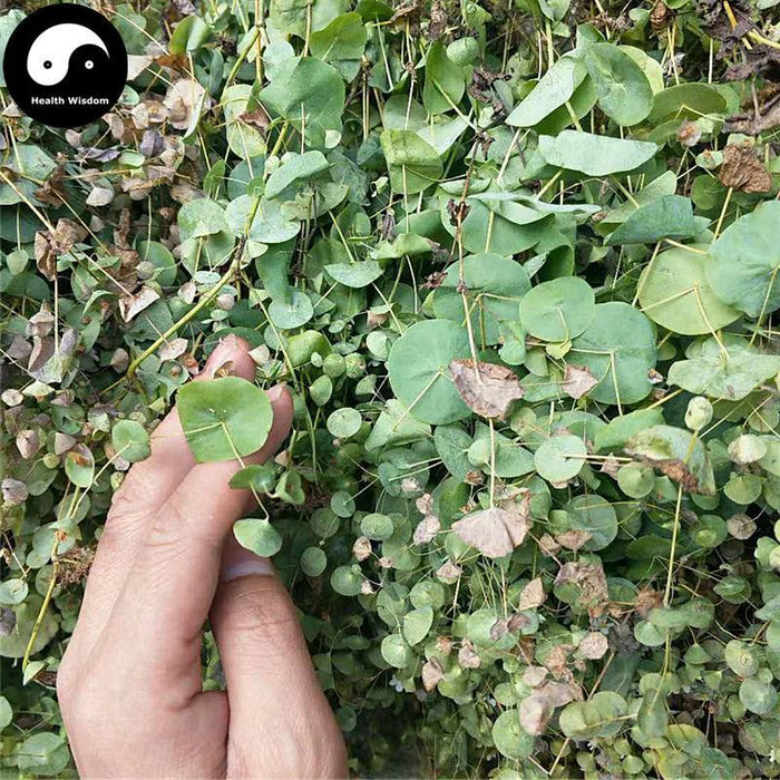 Chuan Xin Cao 穿心草, Common Canscora Herb, Herba Canscorae Lucidissimae, Chuan Qian Cao