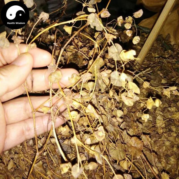 Chuan Xin Cao 穿心草, Common Canscora Herb, Herba Canscorae Lucidissimae, Chuan Qian Cao