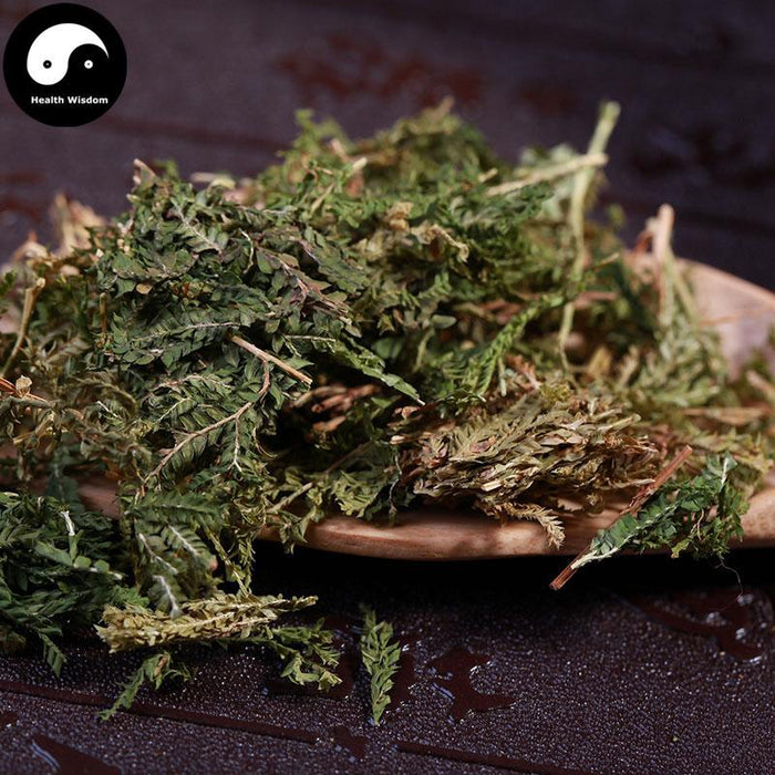 Cui Yun Cao 翠雲草, Uncinata Spikemoss Herb, Herba Selaginellae Uncinatae, Di Bai Ye-Health Wisdom™