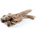 Dang Gui Ge 當歸个, Whole Radix Angelicae Sinensis Roots, Chinese Herb Angelica, Dong Quai 当归-Health Wisdom™