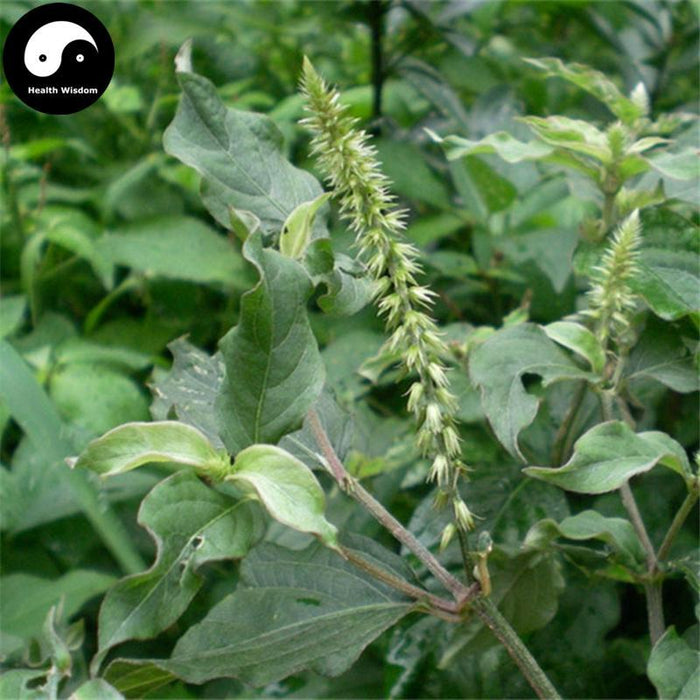 Dao Kou Cao 倒扣草, Herba Achyranthes Aspera, Leaf Achyranthes, Tu Niu Xi-Health Wisdom™