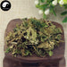 Di Bai Zhi 地柏枝, Herba Selaginellae Moellendorfii, Moellendorf's Spidemoss Herb, Jiang Nan Juan Bai