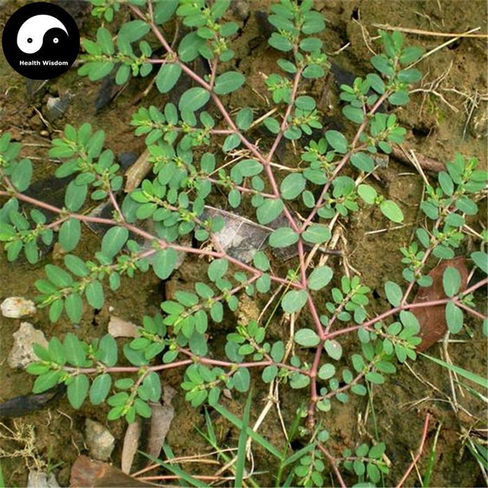 Di Jin Cao 地錦草, Humifuse Euphorbia Herb, Herba Euphorbiae Humifusae