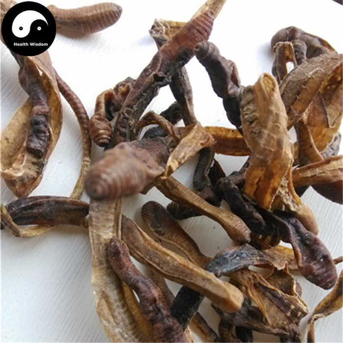 Di Long Fen 地龙粉, Qiu Yin, Lumbricus Powder, PHERETIMA, Earthworm