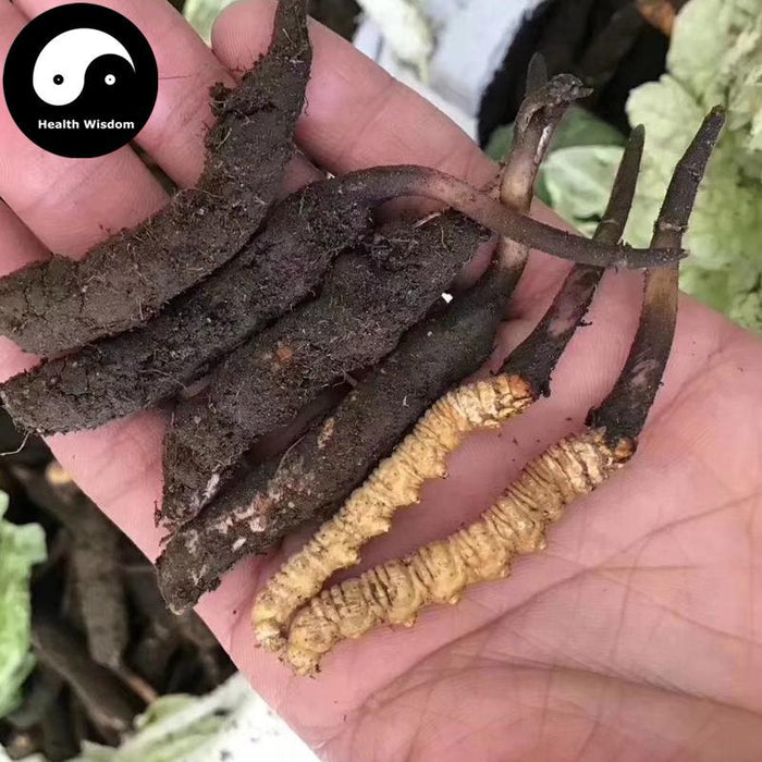 Dong Chong Xia Cao 冬虫夏草 Cordyceps Sinensis, Yartsa Gumbu, Caterpillar Fungus-Health Wisdom™