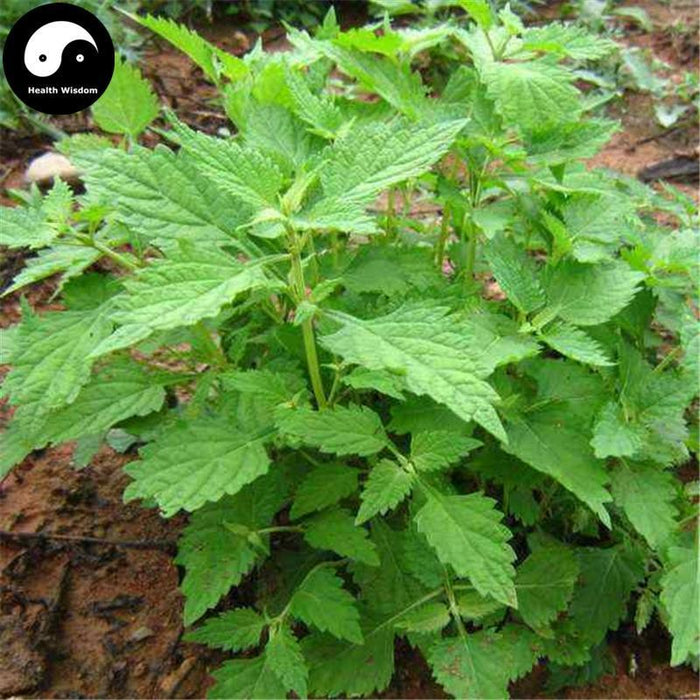 Dong Ling Cao 冬淩草, Herba Powder Rabdosiae, Rabdosia Rubescens Herb, Isodon rubescens