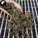 Dong Ling Cao 冬淩草, Herba Rabdosiae, Rabdosia Rubescens Herb, Isodon rubescens