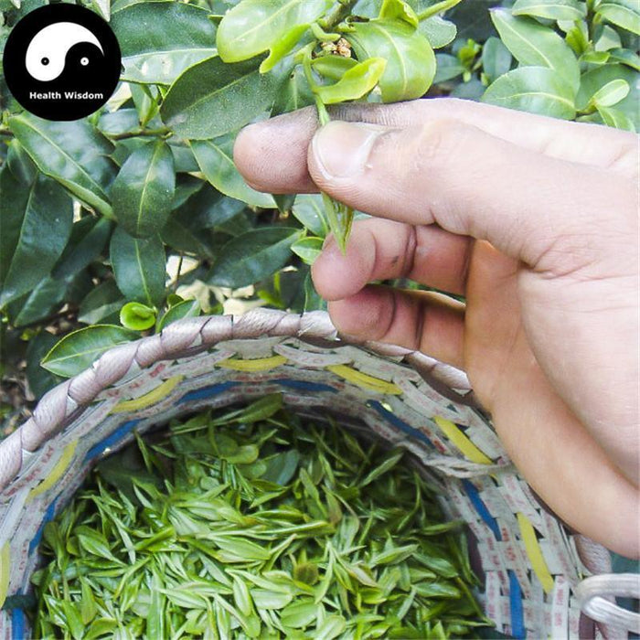 Dong Ting Bi Luo Chun 洞庭碧螺春 Green Tea-Health Wisdom™