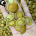Dried Abalone, Seafood 鲍鱼 Bao Yu-Health Wisdom™