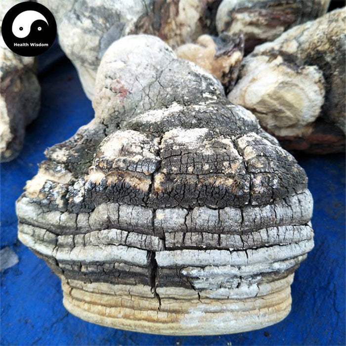 Dried Fomitopsis Officinalis, Mushroom Ku Bai Ti 苦白蹄-Health Wisdom™