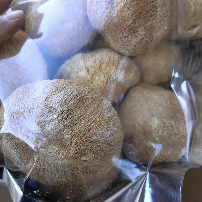 Dried Hericium Erinaceus, Lion's Mane Mushroom, Yamabushitake, Hou Tou Gu 猴头菇