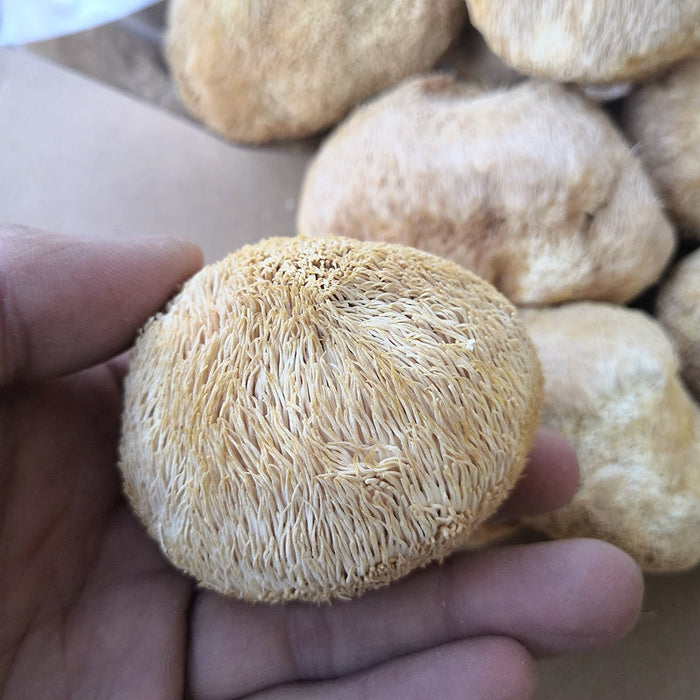 Dried Hericium Erinaceus, Lion's Mane Mushroom, Yamabushitake, Hou Tou Gu 猴头菇-Health Wisdom™