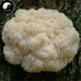 Dried Hericium Erinaceus, Lion's Mane Mushroom, Yamabushitake, Hou Tou Gu 猴头菇-Health Wisdom™