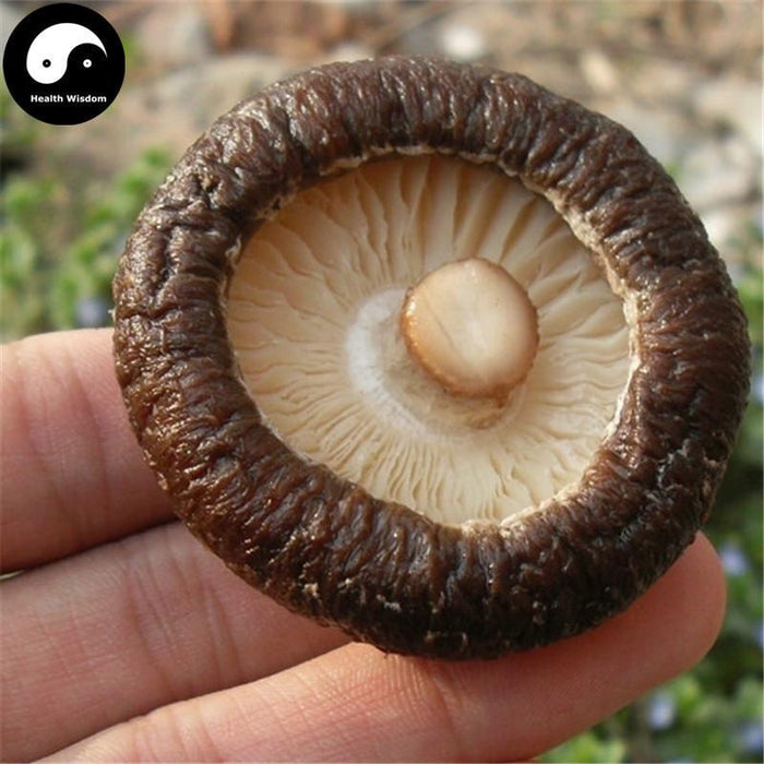 Dried Lentinan Mushroom, Chinese Shiitake Mushroom, Xiang Gu 香菇-Health Wisdom™