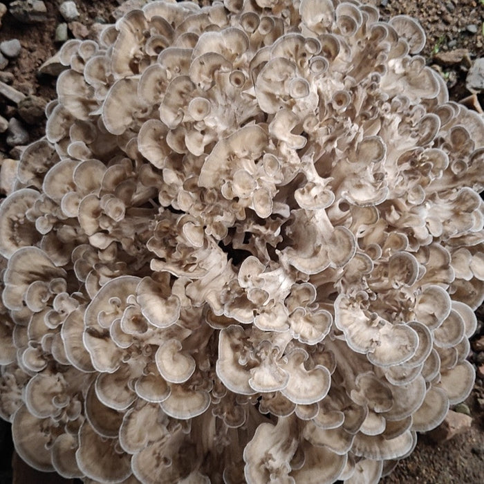Dried Mushroom Maitake, Grifola Frondosa, Dancing Mushroom, Hui Shu Hua 灰树花, Wu Rong 舞茸