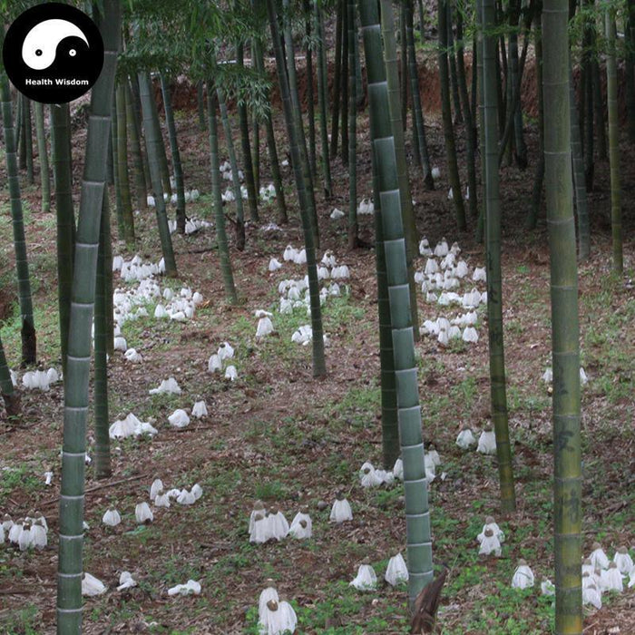 Dried Phallus Indusiatus, Stinkhorn Mushroom, Bamboo Fungus, 竹荪 Zhu Sun-Health Wisdom™